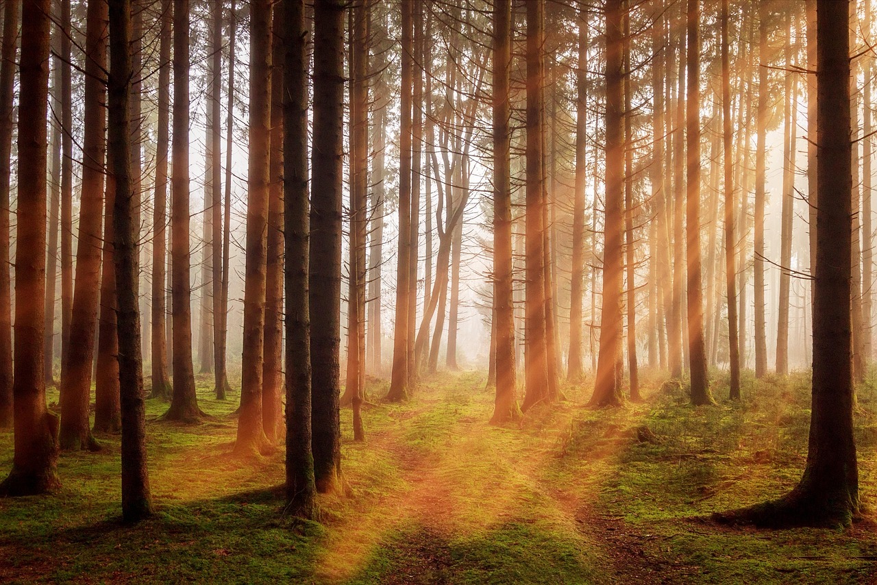Wald mit Sonnenstrahlen als Symbol für nachhaltige Waldbewirtschaftung