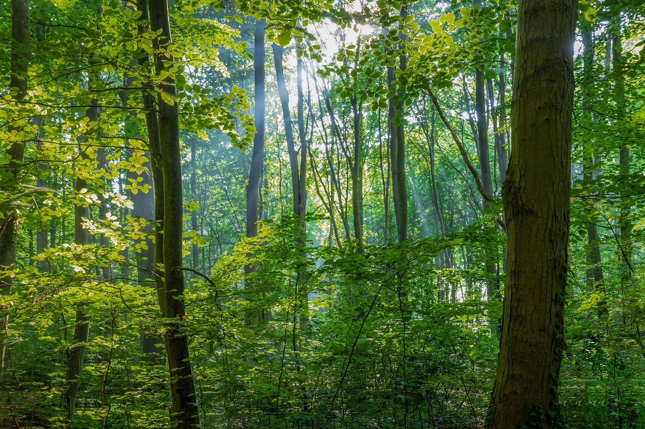 Stimmungsvoller Wald im Nebel, Symbolbild für das Journal Aus dem Wald